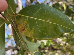 Phyllocnistis meliacella