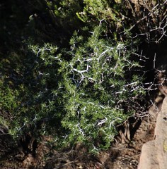 Asparagus retrofractus