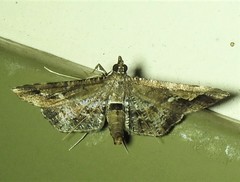 Merodictya marmorata
