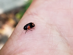 Cryptocephalus quadruplex