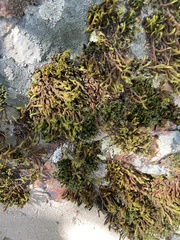 Orthotrichum papillosum