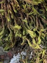 Orthotrichum papillosum