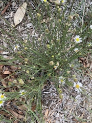 Brachyscome paludicola