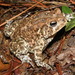 Houston Toad - Photo (c) johnwilliams, some rights reserved (CC BY-NC), uploaded by johnwilliams