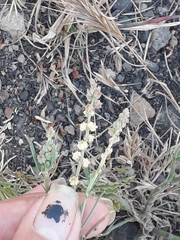 Oligomeris linifolia