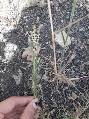 Oligomeris linifolia