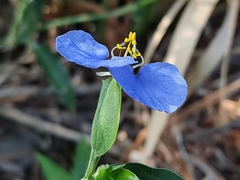 Commelina