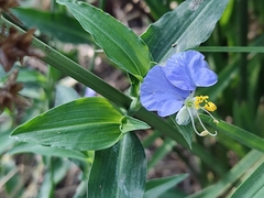 Commelina