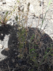 Oligomeris linifolia