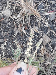 Oligomeris linifolia