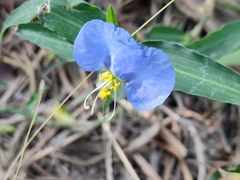 Commelina