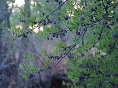 Forestiera pubescens pubescens