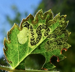 Stigmella anomalella