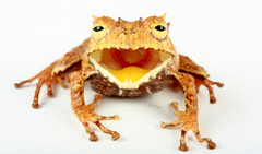 Ecuador Horned Treefrog photo 2