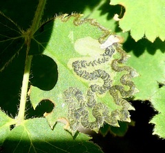 Stigmella anomalella