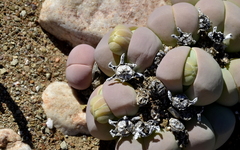 Gibbaeum heathii