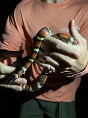 Lampropeltis annulata