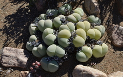 Gibbaeum heathii