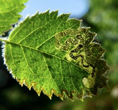 Stigmella anomalella