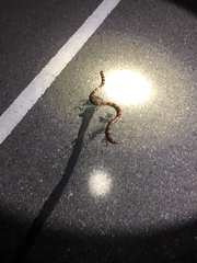 Lampropeltis annulata