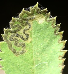 Stigmella anomalella