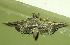 Merodictya marmorata