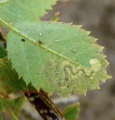 Stigmella anomalella