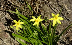 Empodium veratrifolium