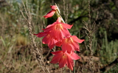 Gladiolus meridionalis