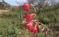 Gladiolus meridionalis