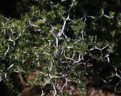 Asparagus retrofractus