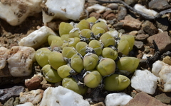 Gibbaeum nuciforme
