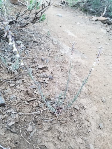 Image of Boechera polyantha by no rights reserved