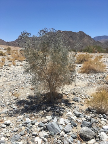 iNaturalist observation photo of Smoketree