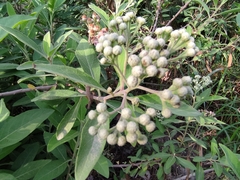 Pluchea carolinensis