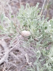 Rhopalomyia hirtipomum