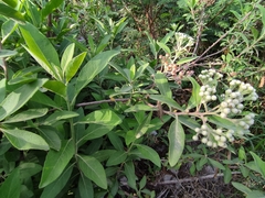 Pluchea carolinensis