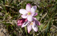 Ixia longituba