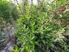 Pluchea carolinensis