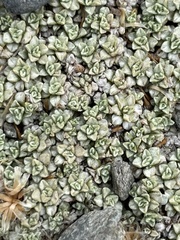 Raoulia parkii