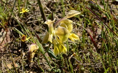 Gladiolus virescens