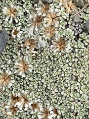 Raoulia parkii
