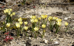 Ornithogalum rupestre