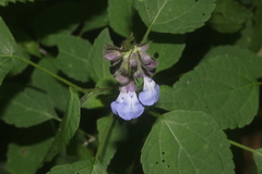 Salvia compsostachys