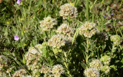 Lobostemon capitatus