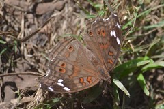 Junonia natalica