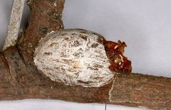 Coenobasis amoena