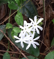 Jasminum coarctatum coarctatum