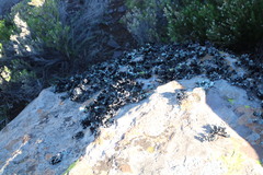 Xanthoparmelia hottentotta