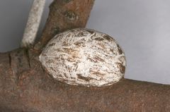 Coenobasis amoena
